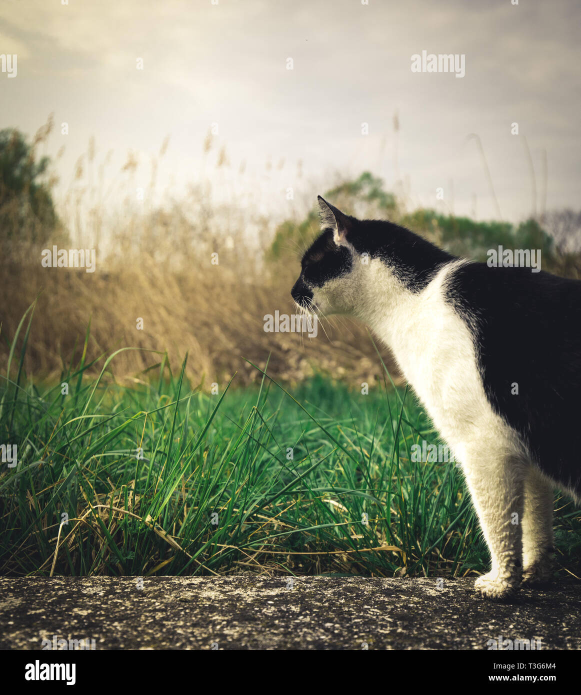 black and white cat in the grass Stock Photo - Alamy