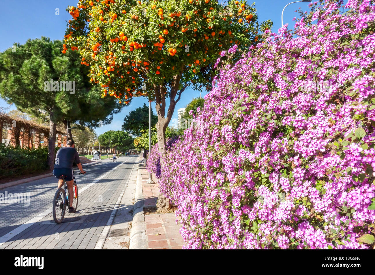 Valencia Gardens, Orange tree, cyclist rides in flowering bicycle trail former Turia river Spain biker Valencia Spain Europe Lifestyle Active Life Stock Photo