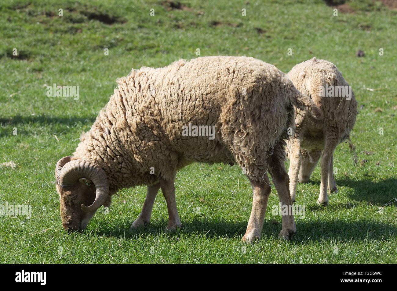 Castlemilk moorit sheep in a meadow Stock Photo Alamy