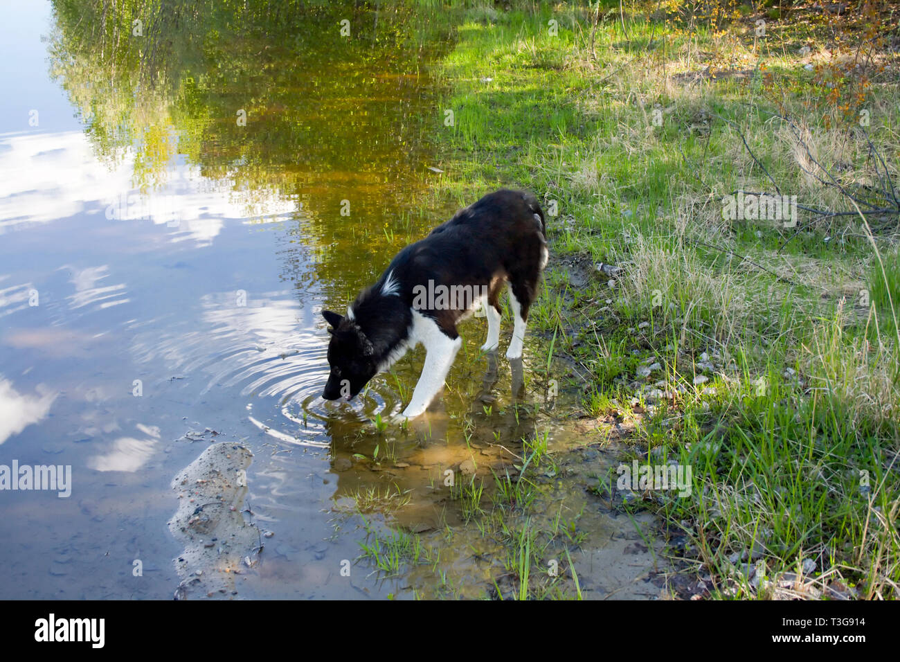 Dog drinking from lake in wild forest Stock Photo