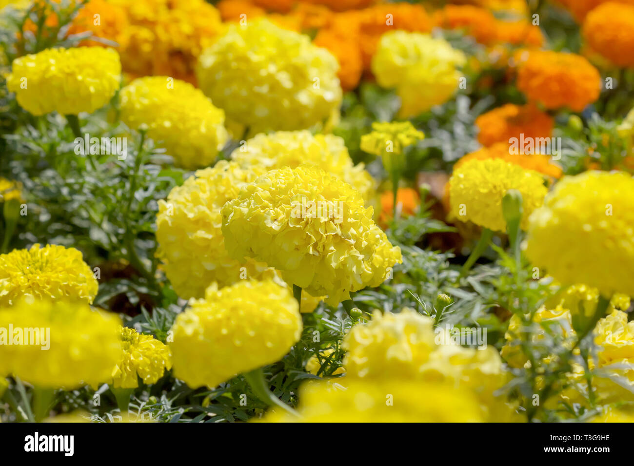 Yellow and orange Marigold in the garden. Montenegro Stock Photo