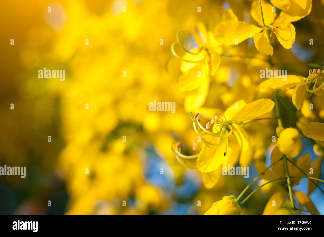 Close up Golden Shower Tree flower bloom sun light blur background ...