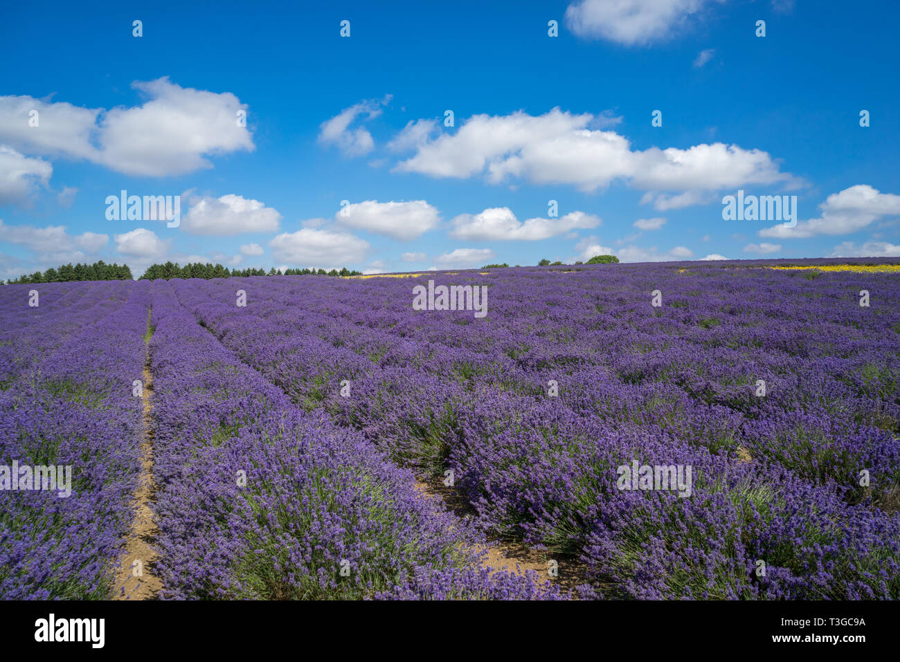 Lavender field on a sunny day Stock Photo - Alamy