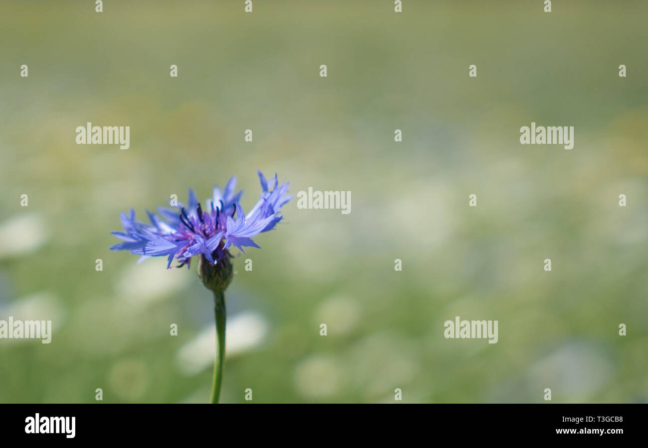 Close up of a Cornflower with copy space Stock Photo