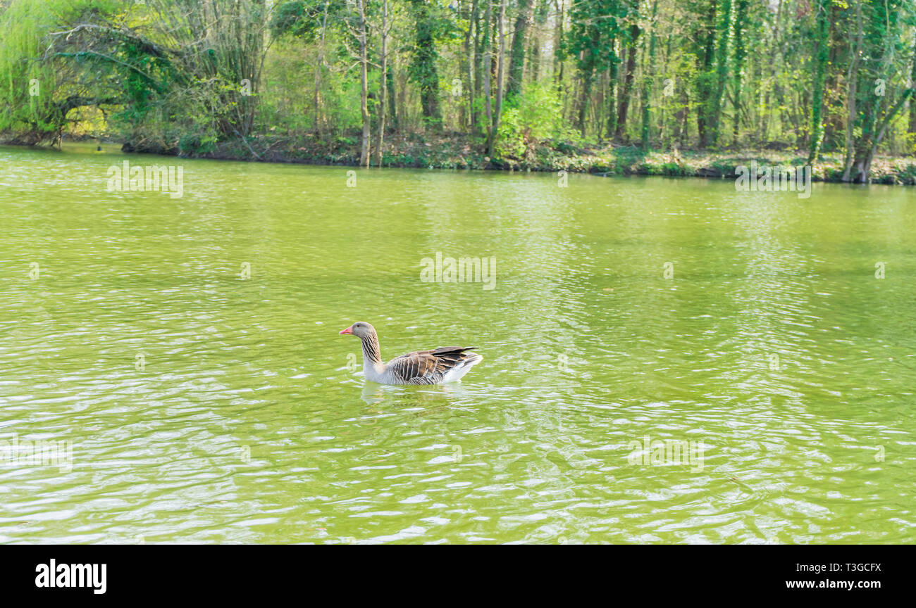 Lake Riding Duck Geese duck on farm mountain hi-res stock photography and images - Alamy