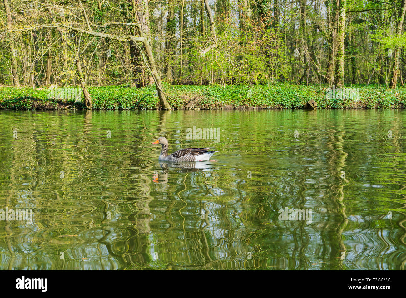 Lake Riding Duck Duck on a lake Stock Photo - Alamy