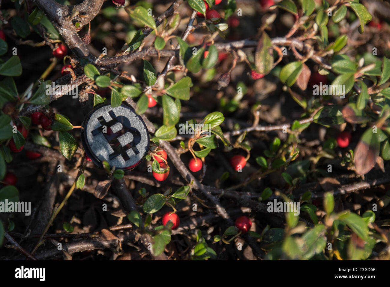 Custom Bit Bitcoin Made from black plastic custom bit coin in nature Stock Photo - Alamy