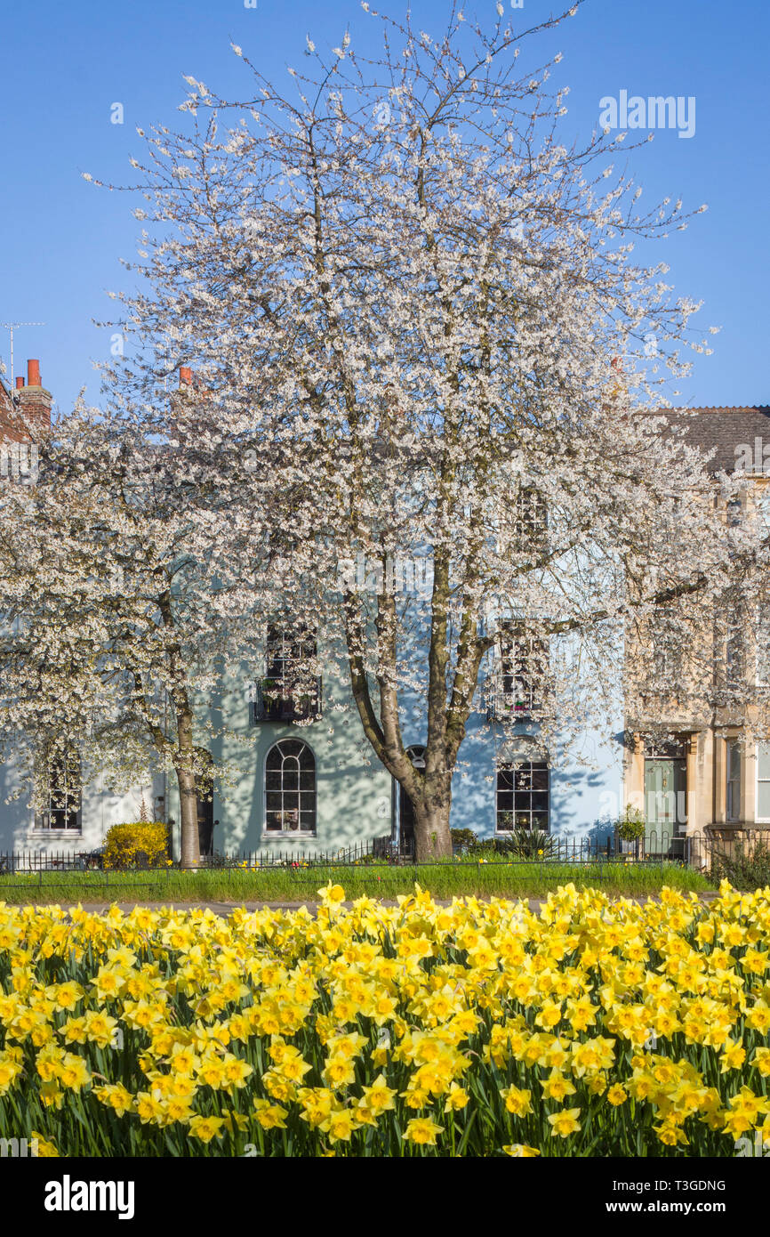 Spring Daffodils and a magnificent flowering cherry in St. Clement's Street, Oxford Stock Photo