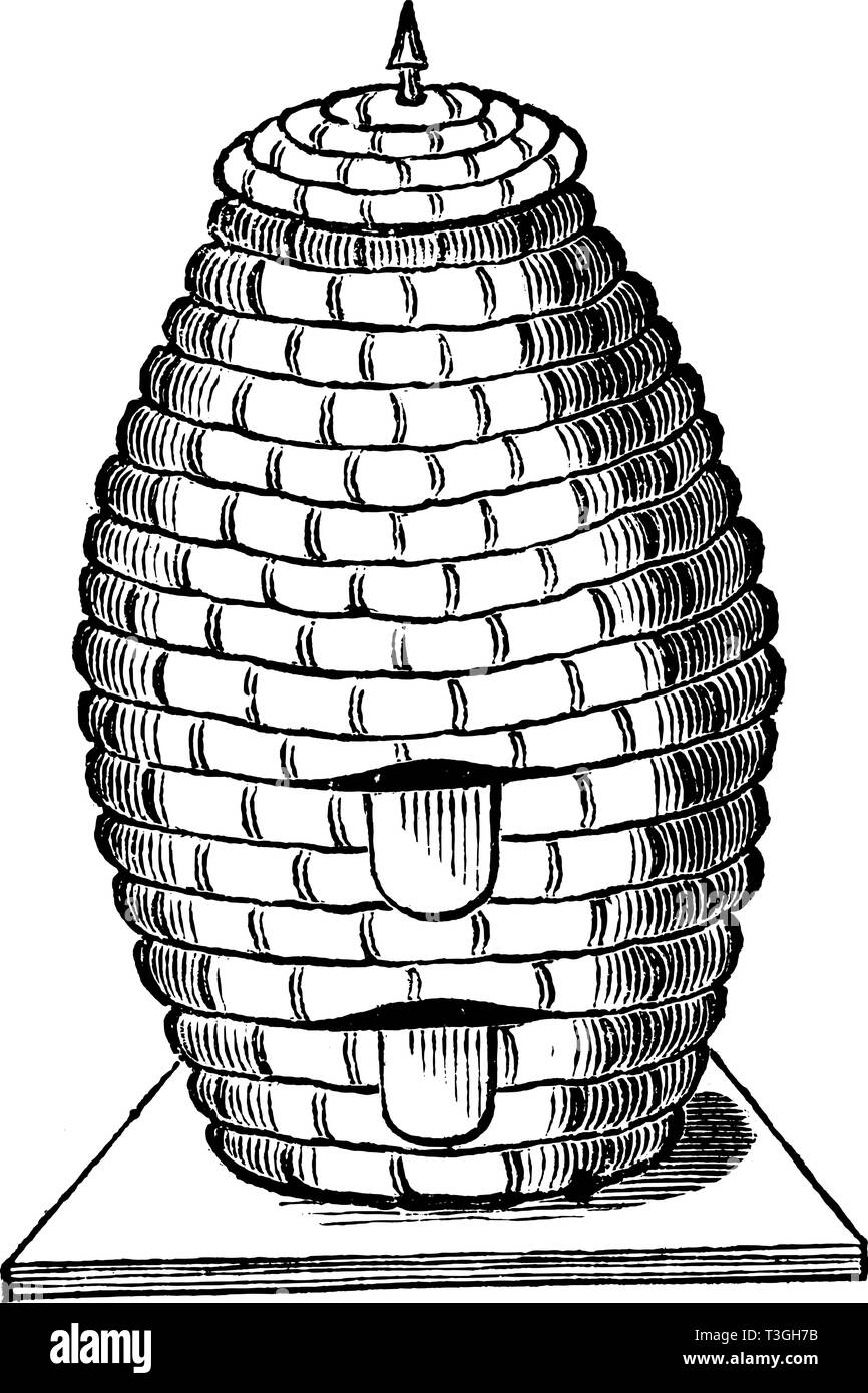 Antique Vector Drawing Or Engraving Of Vintage Classic Straw
