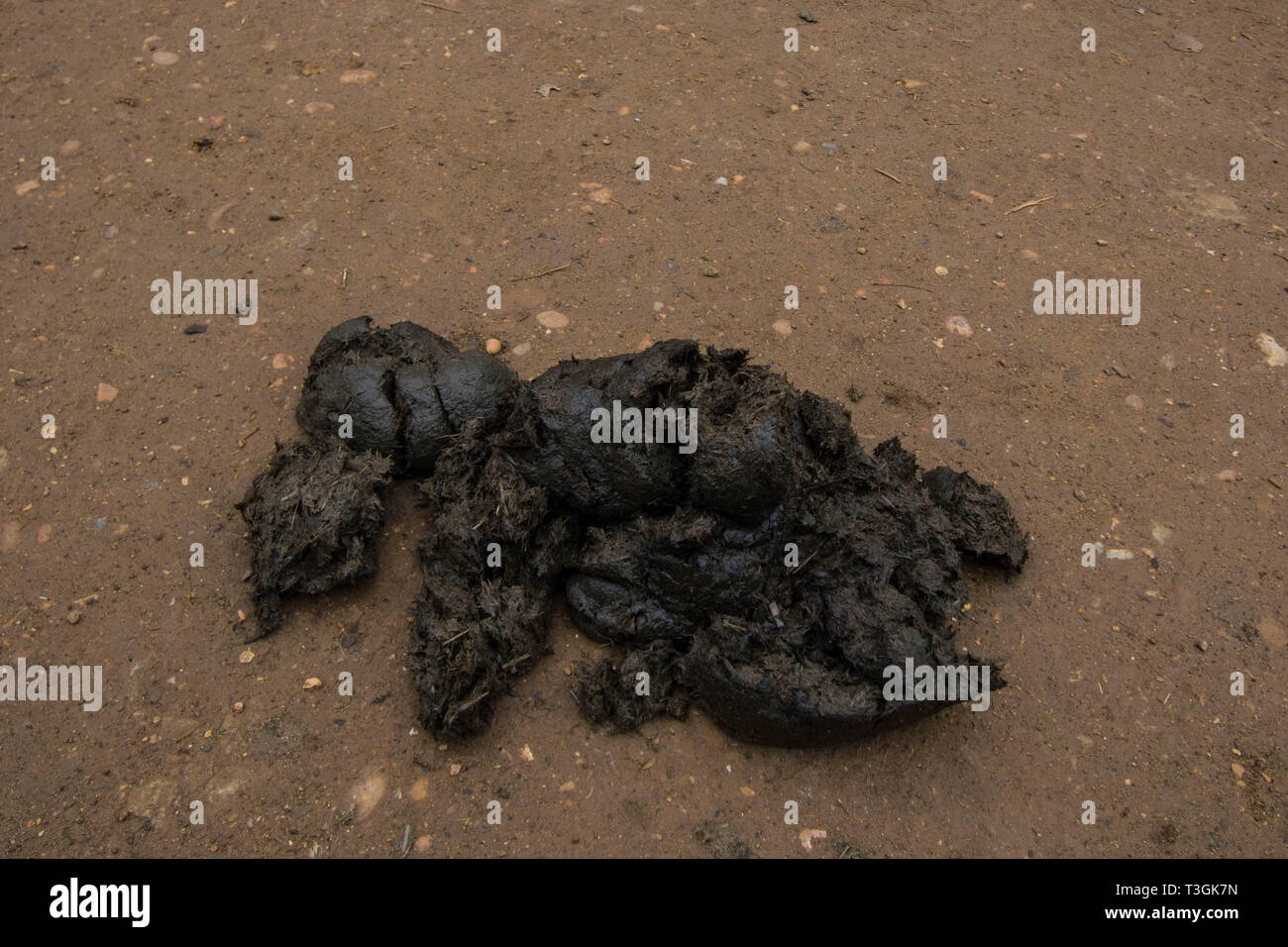 horse poo Salsey forest Northamptonshire Stock Photo Alamy