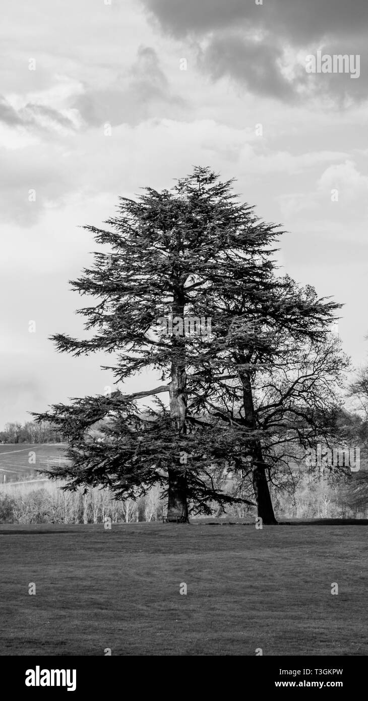 Vector autumn landscape trees Black and White Stock Photos & Images - Alamy