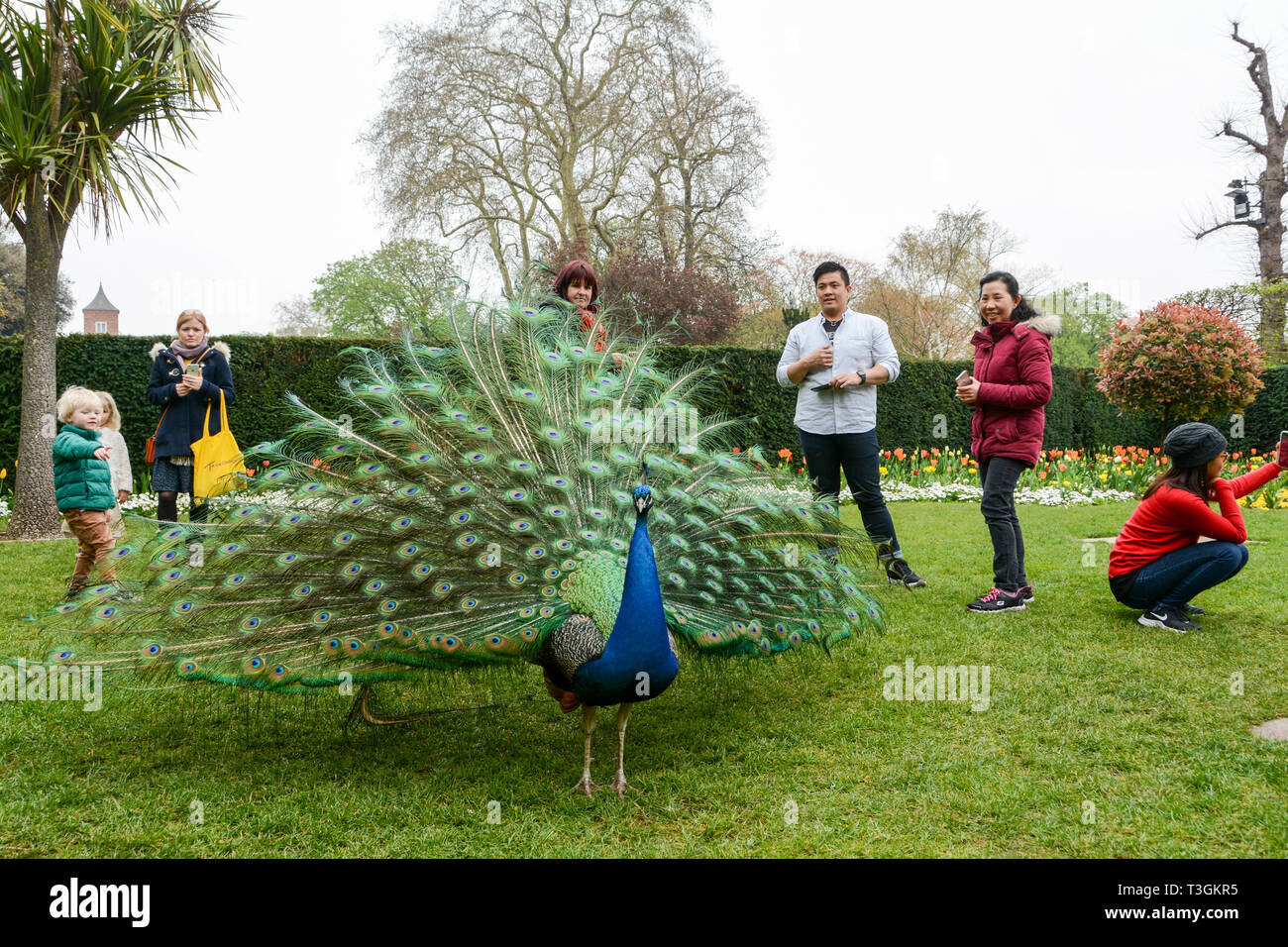 An Indian Peacock (Peafowl) in display mode in Holland Park, London, UK Stock Photo