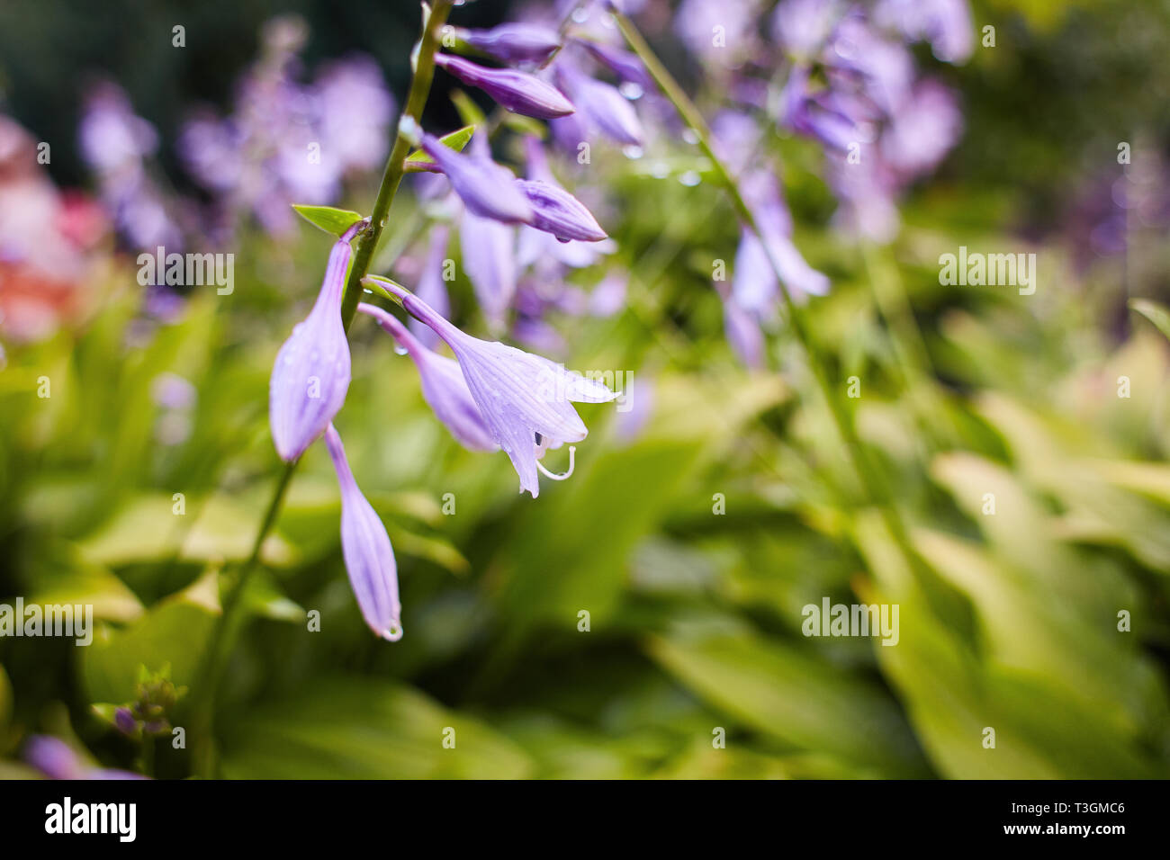 Common bellflower Campanula persicifolia / peachleaved bellflower with