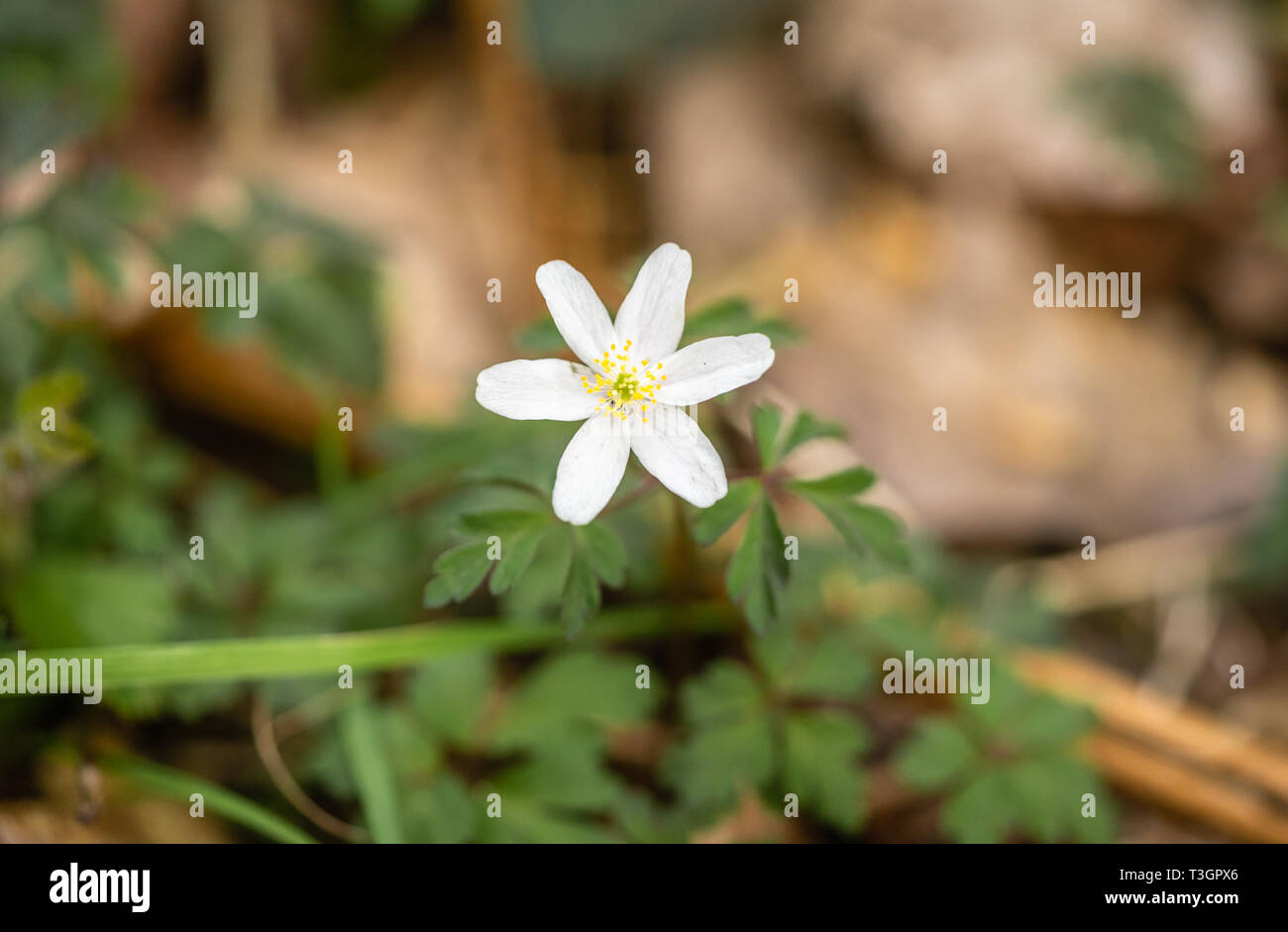 Close up of the white flower of the Anemone nemorosa (wood anemone) during spring in Southern England, UK Stock Photo