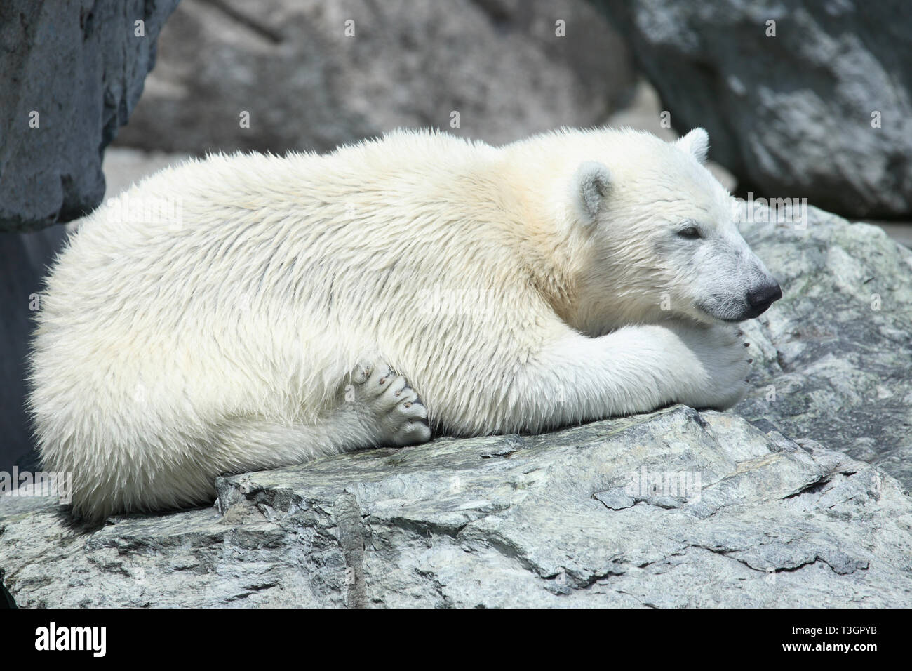 Eisbär / Polar Bear / Ursus maritimus Stock Photo