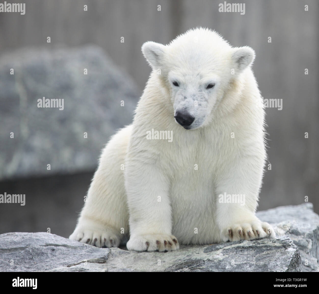 Eisbär / Polar Bear / Ursus maritimus Stock Photo