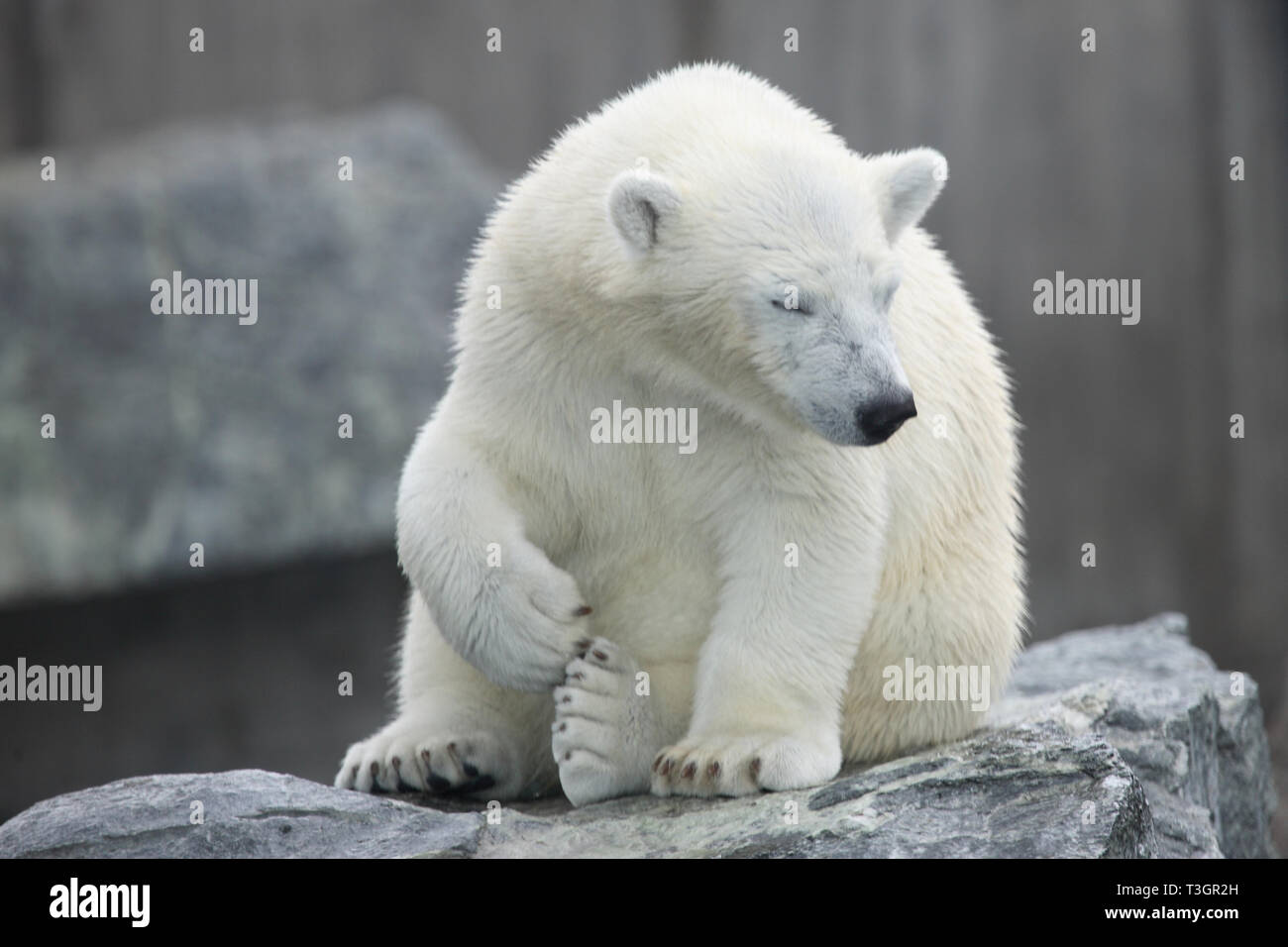 Eisbär / Polar Bear / Ursus maritimus Stock Photo