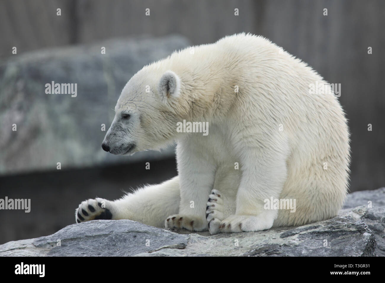 Eisbär / Polar Bear / Ursus maritimus Stock Photo