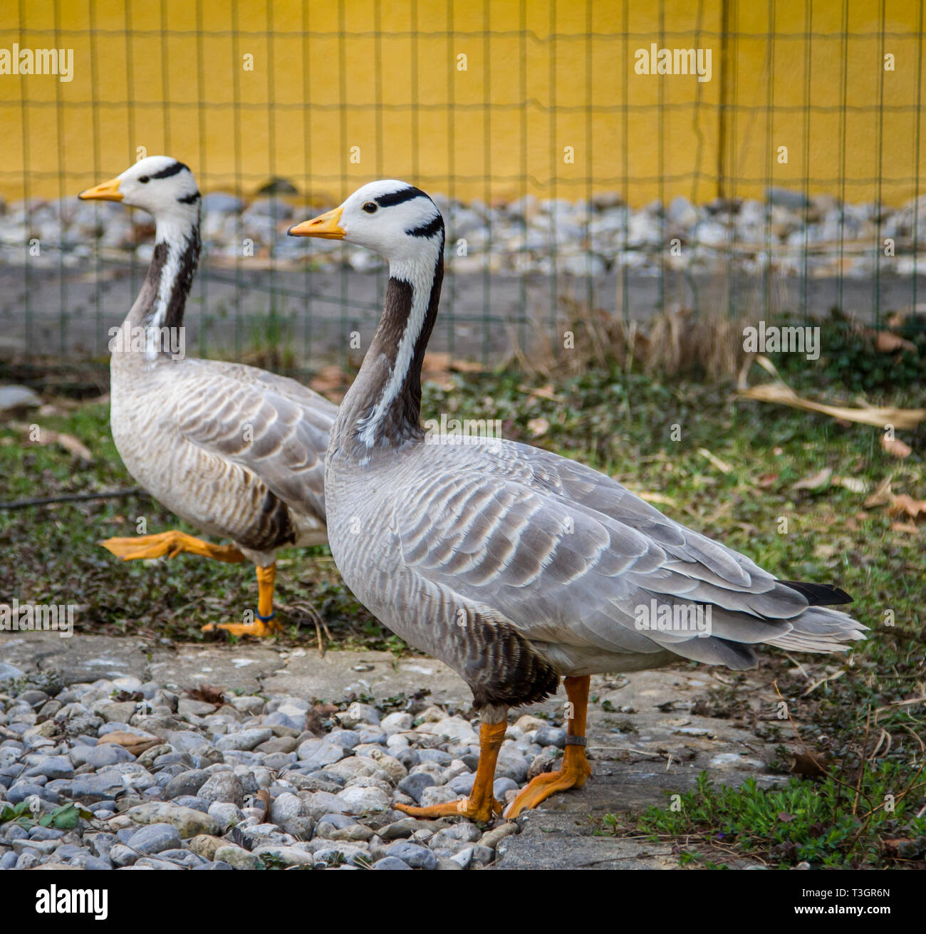 Streifengans - bar-headed goose - Anser indicus Stock Photo
