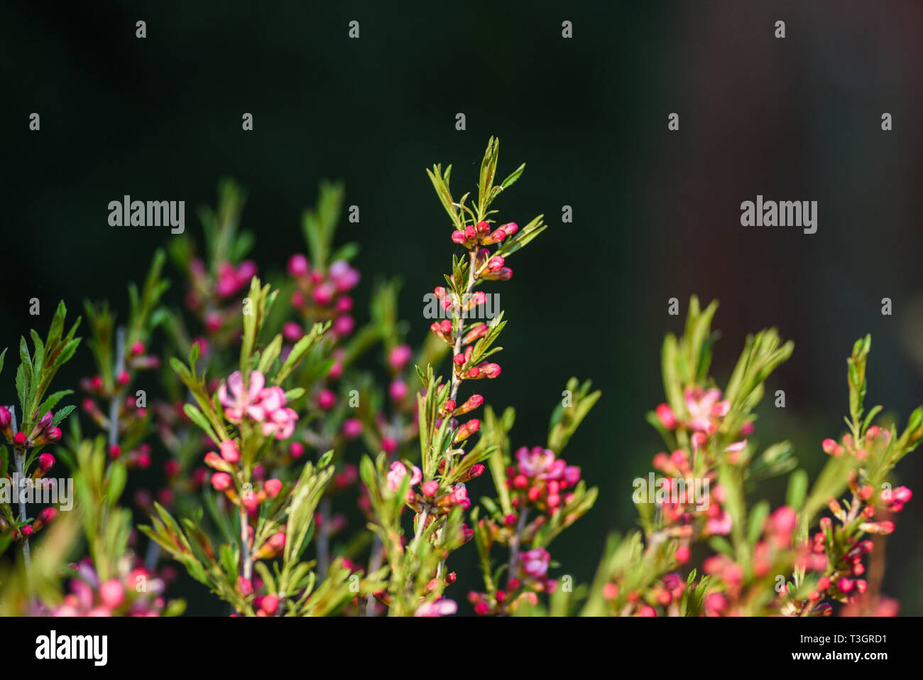 Almond Dwarf blooming in the garden, spring time. Stock Photo