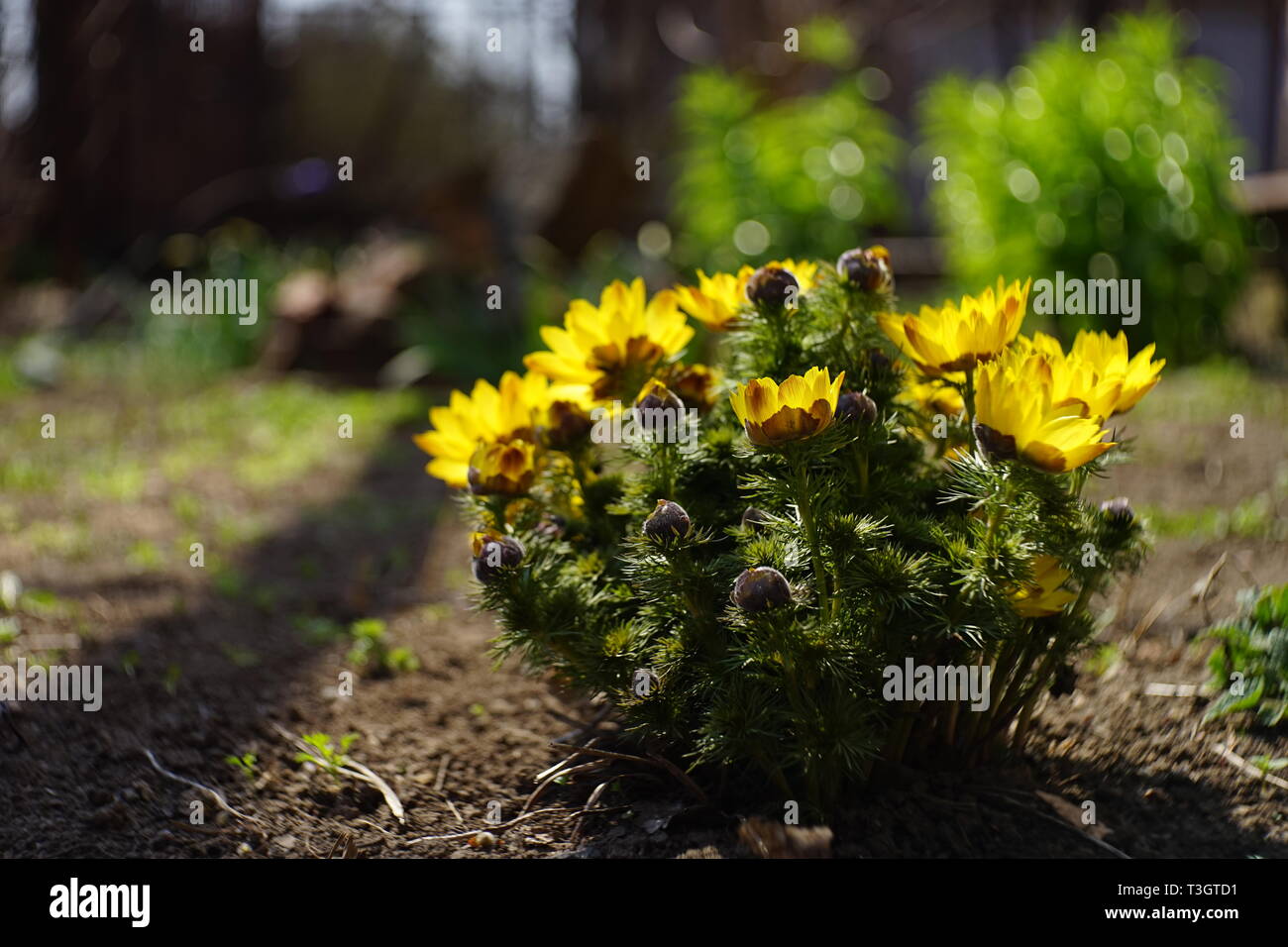 Yellow flowers of adonis vernalis grow in the spring garden. Stock Photo