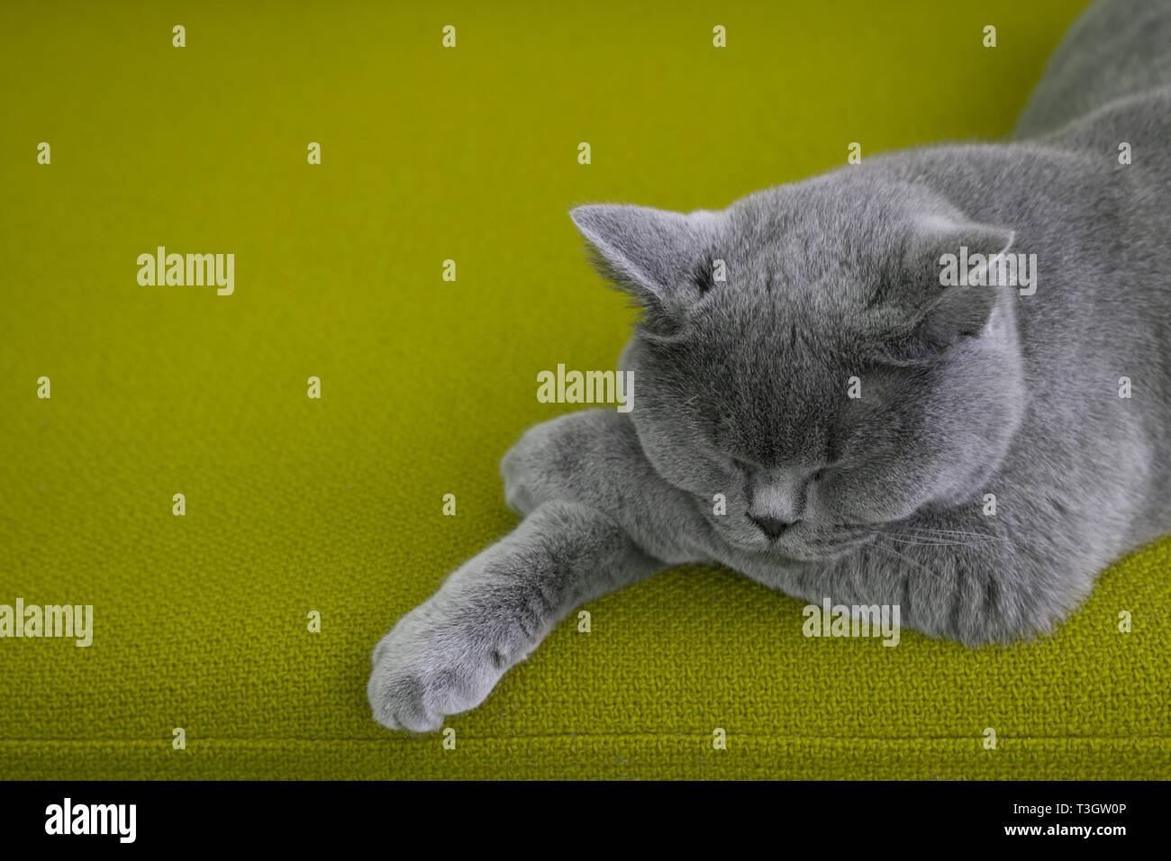 Cat sleeping on a green sofa. Stock Photo