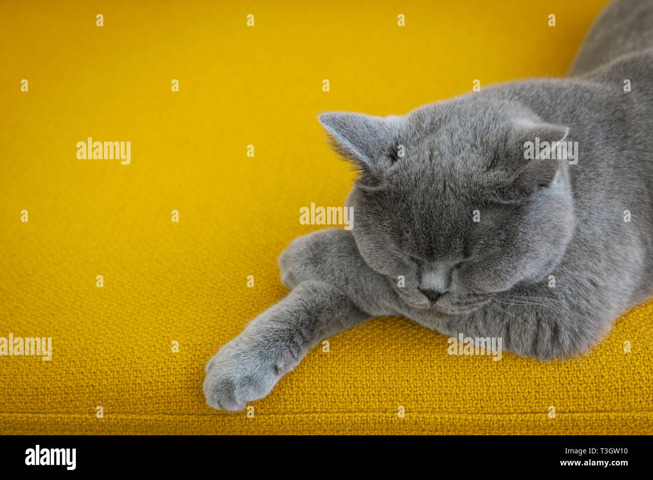 Cat sleeping on a mustard yellow sofa. Stock Photo