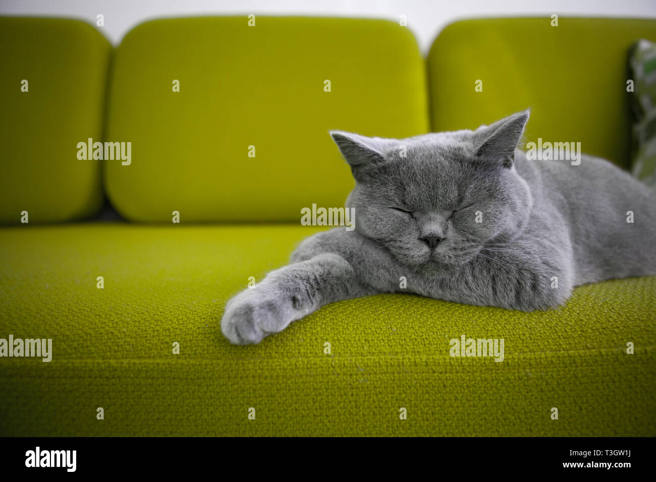 Cat sleeping on a green sofa. Stock Photo