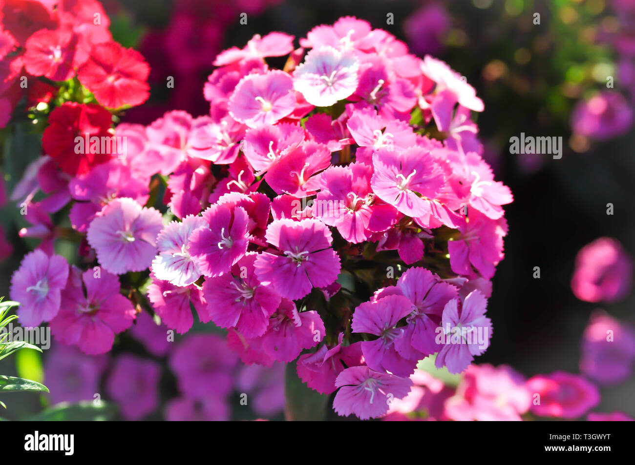 Sweet William Flower or Dianthus flower in the garden Stock Photo