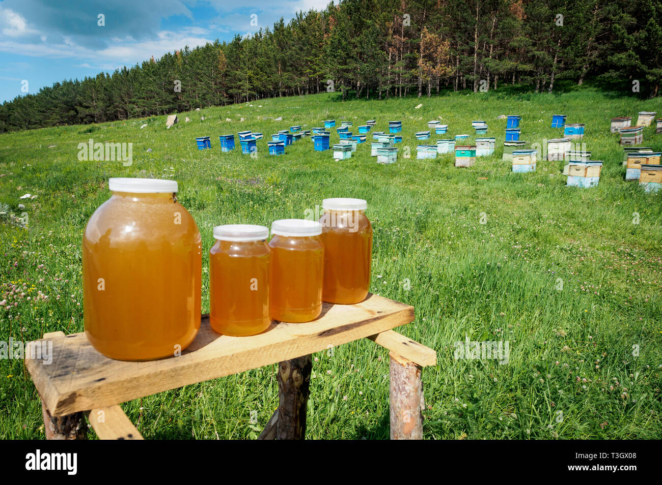 A lot of hives are standing in the middle of a green lawn near the forest. Production of environmentally friendly mountain honey. Honey is sold near t Stock Photo