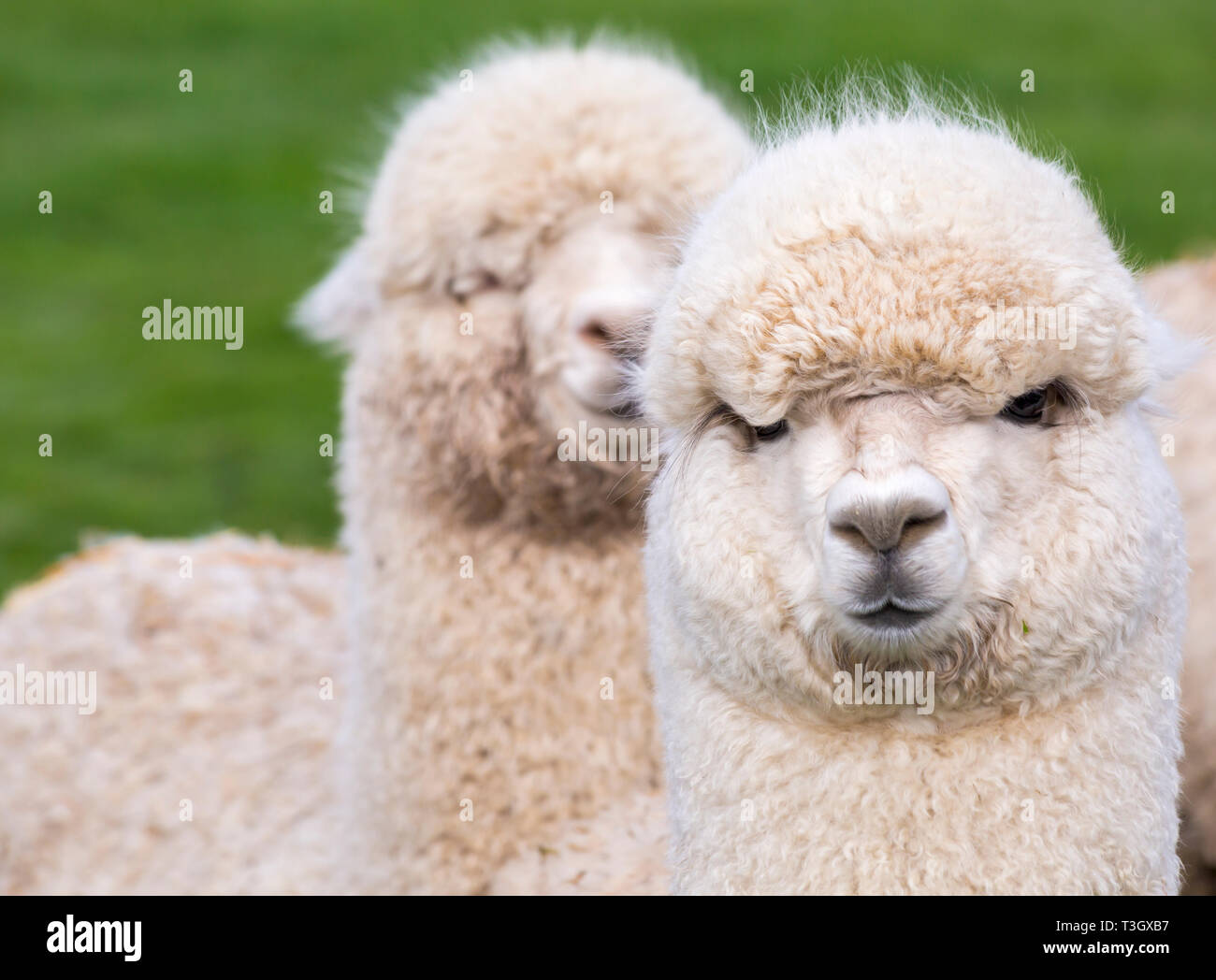 Two Alpacas, Vicugna pacos, in field at Longthorns Farm, Wareham, Dorset UK in April - alpaca Stock Photo