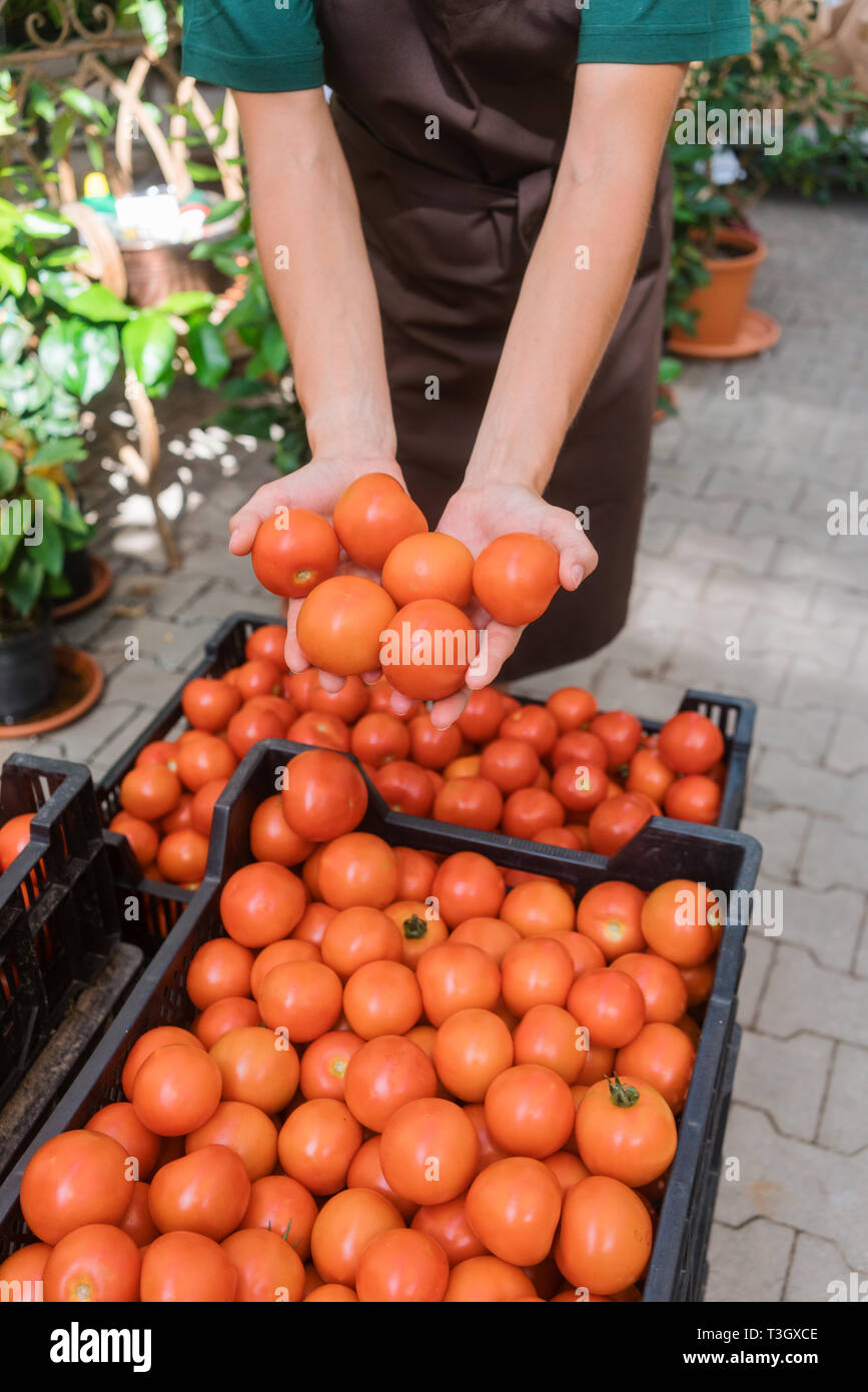 Commercial gardener showing tomatoes she grew  Stock Photo