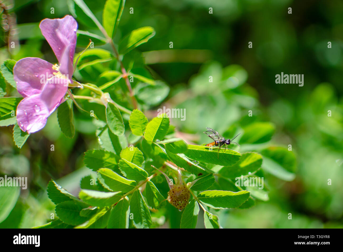 Pink Wild Rose in Duck Mountain Provincial Park, Manitoba Stock Photo ...