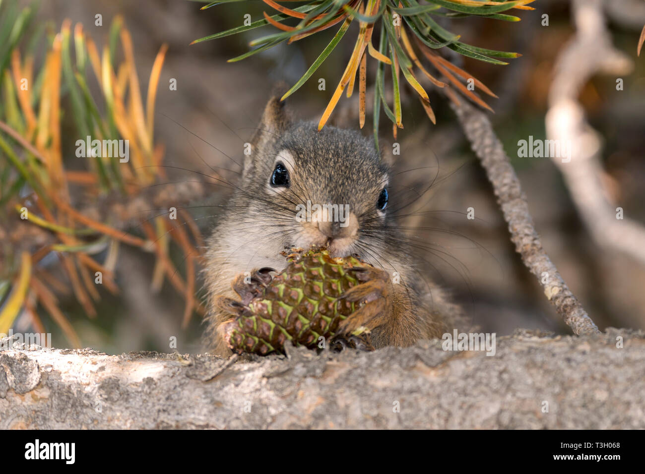 squirrel eating a pine cone in Yellowstone National Park in united states of america Stock Photo - Alamy squirrel eating a pine cone in Yellowstone National Park in united states of america Stock Photo - Alamy