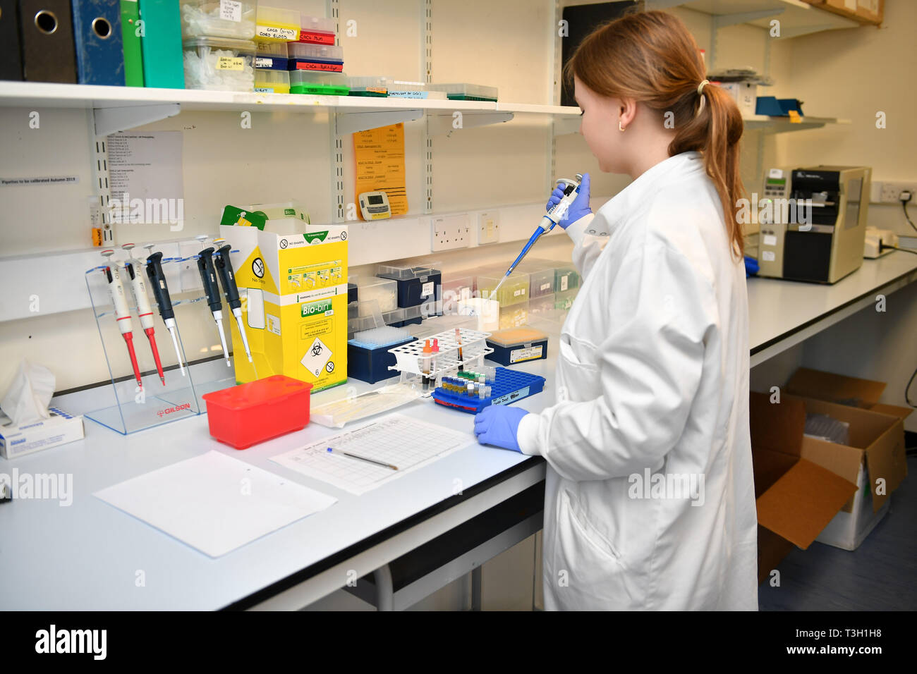 A lab technician prepares medical samples using a pipette at Children of the 90s, a world-leading birth cohort study, charting the health of 14,500 families in the Bristol area, based at University of Bristol study centre in Bristol. Stock Photo