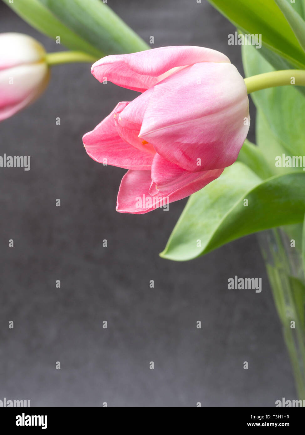 Spring background with pink tulips Congratulation concept close up
