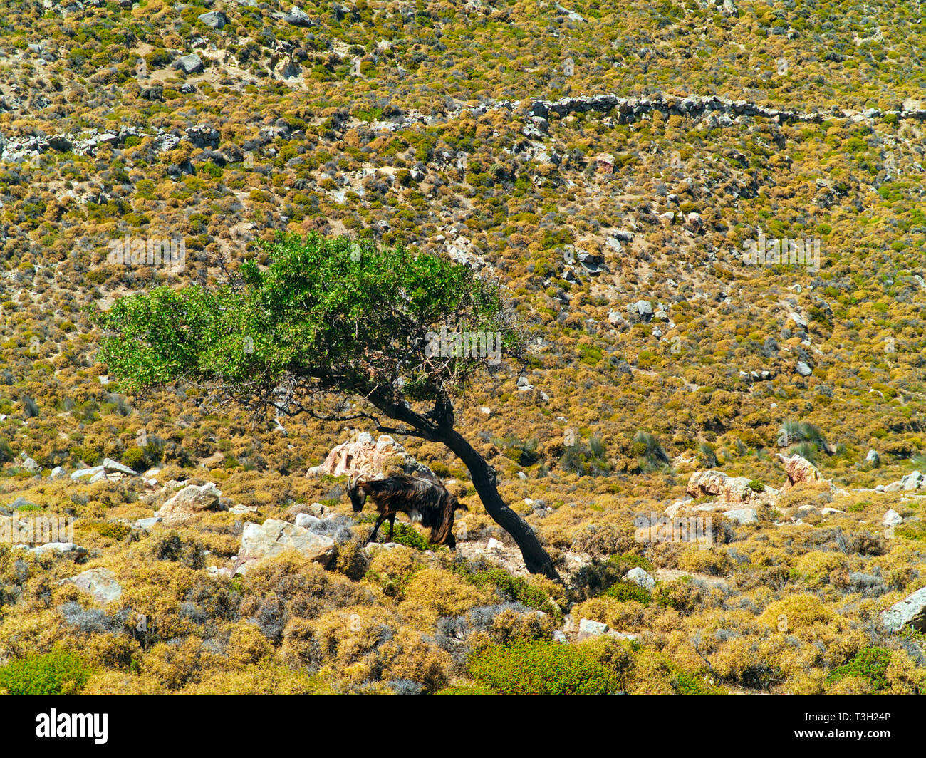 One goat alone, under small tree shadow, hot sunny summer day, mountain with bush and rocks, harsh landscape. Stock Photo