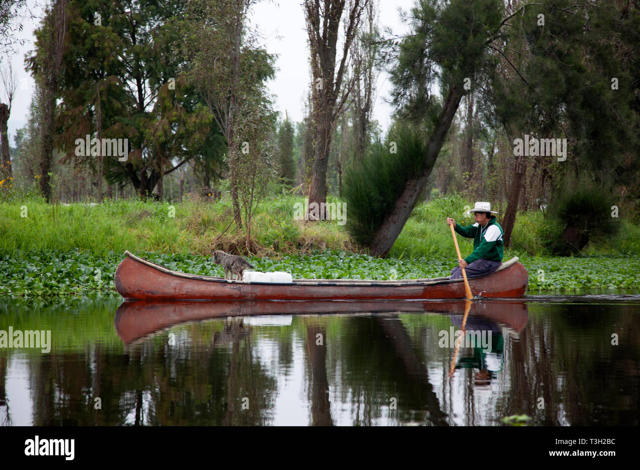 A farmer paddles a canoe in the chinampas of Xochimilco, Pre-hispanic farming system built by the Aztecs, which still exists in Mexico City. Stock Photo