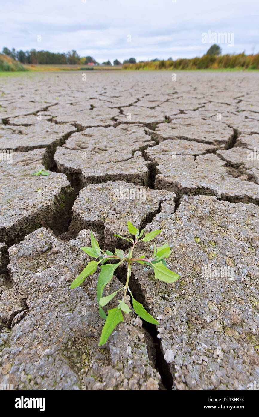 New shoot of plant in dry cracked clay mud in dried up lake bed / riverbed caused by prolonged drought in summer in hot weather temperatures Stock Photo