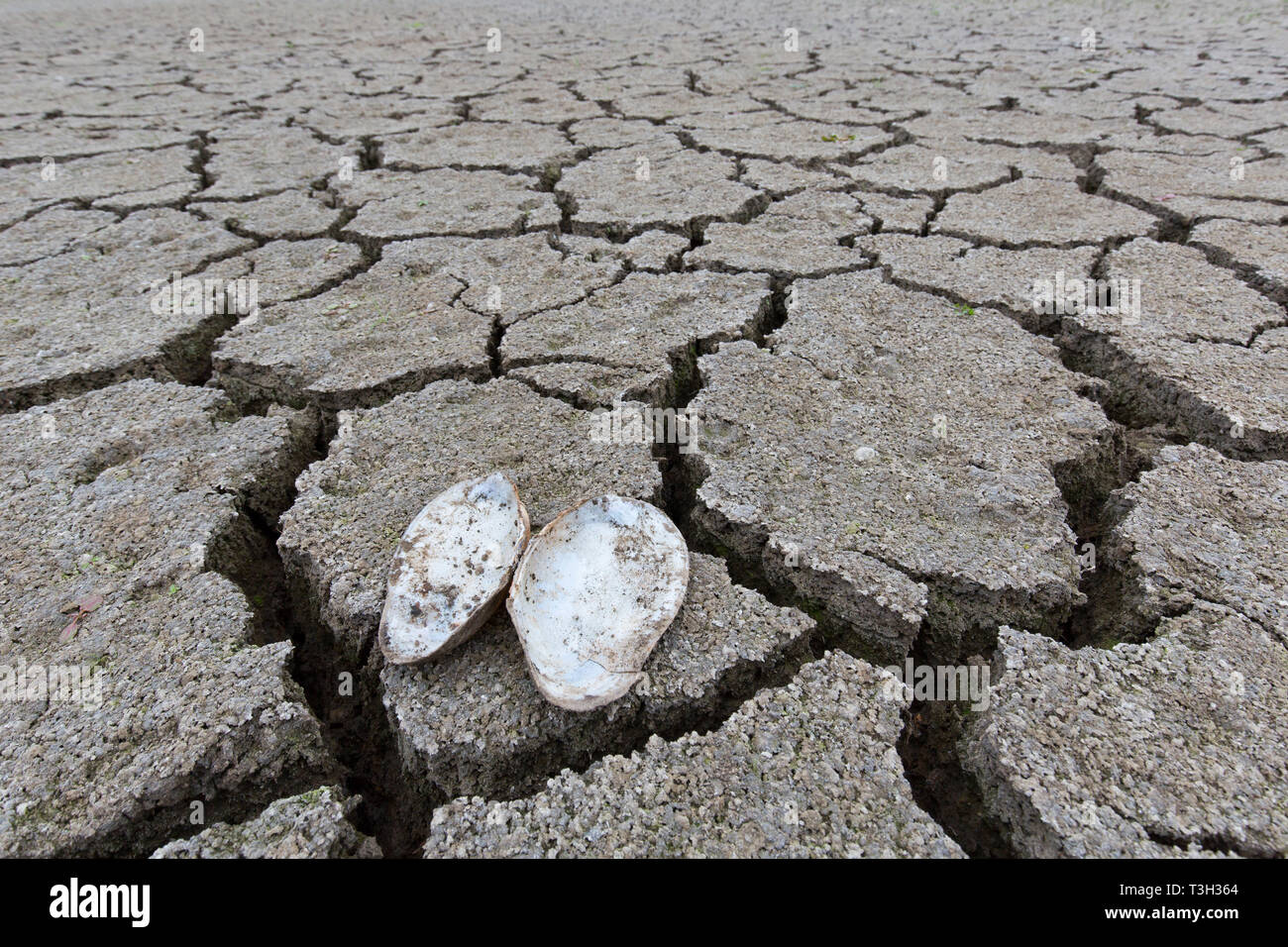 Open swan mussel (Anodonta cygnea) shells in dry cracked clay mud in