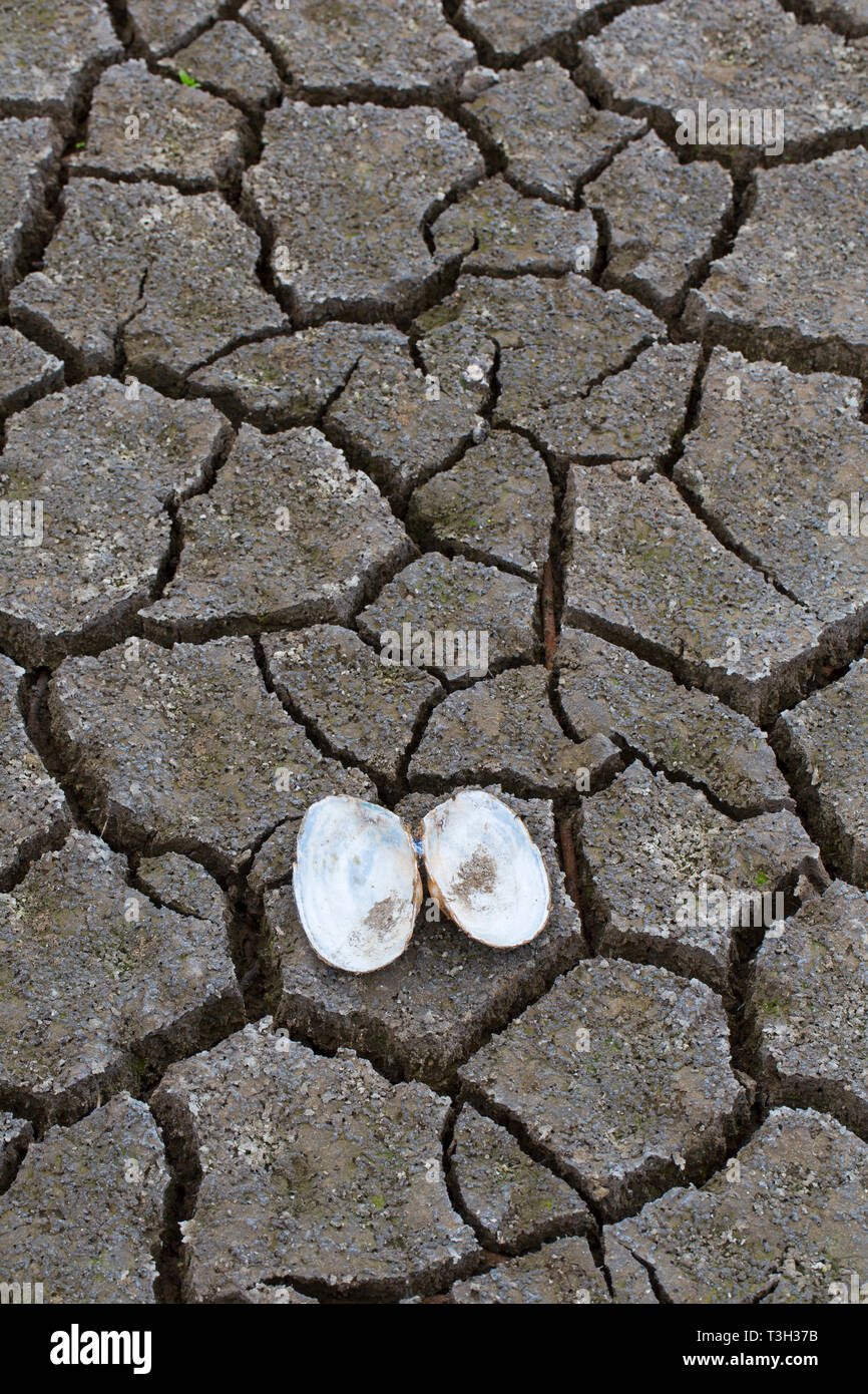 Open swan mussel (Anodonta cygnea) shells in dry cracked clay mud in