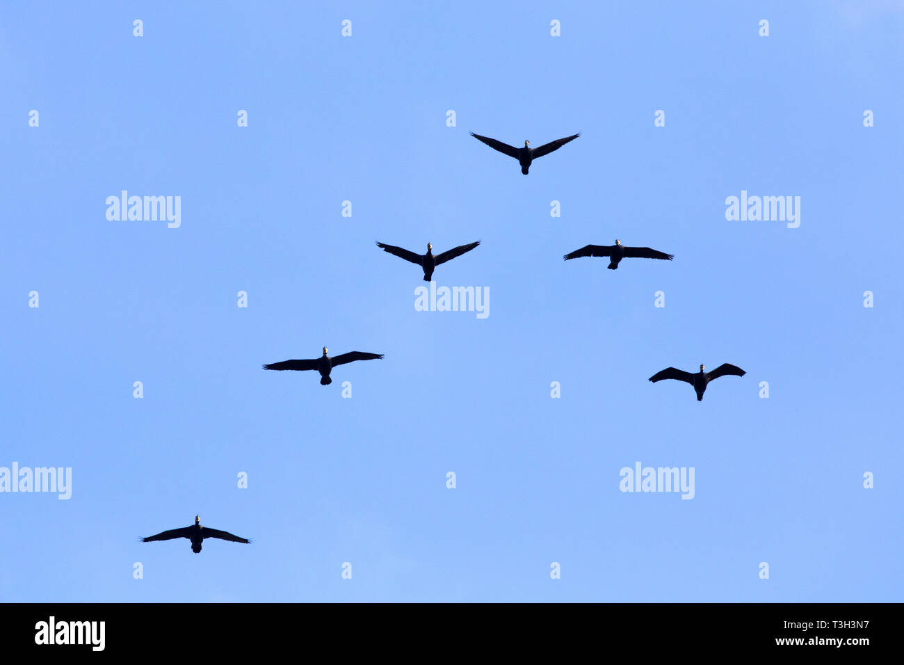 Great cormorants / great black cormorant (Phalacrocorax carbo) flock flying in V-formation against blue sky Stock Photo