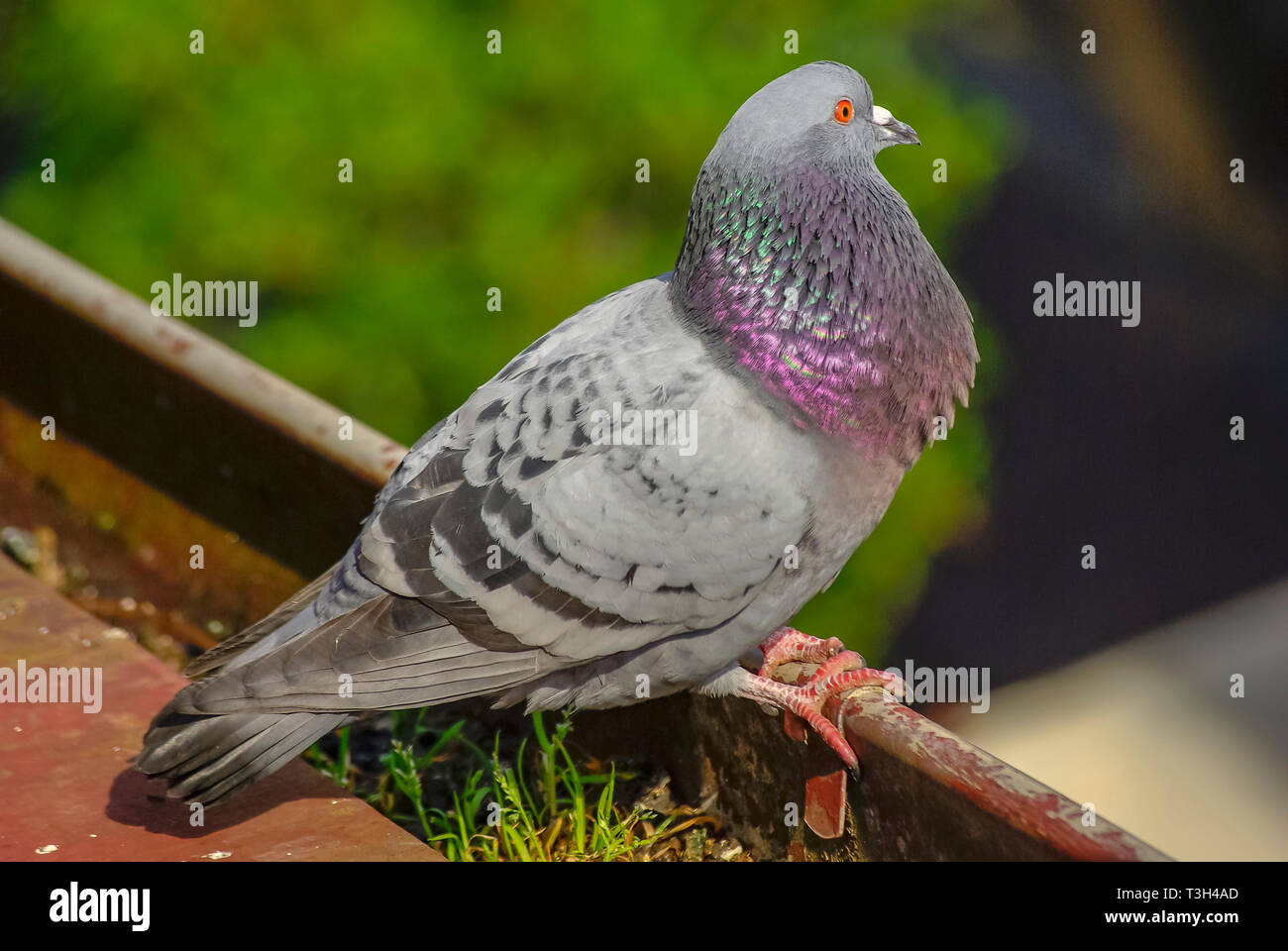 A pigeon in a rain gutter at the edge of a roof. Stock Photo