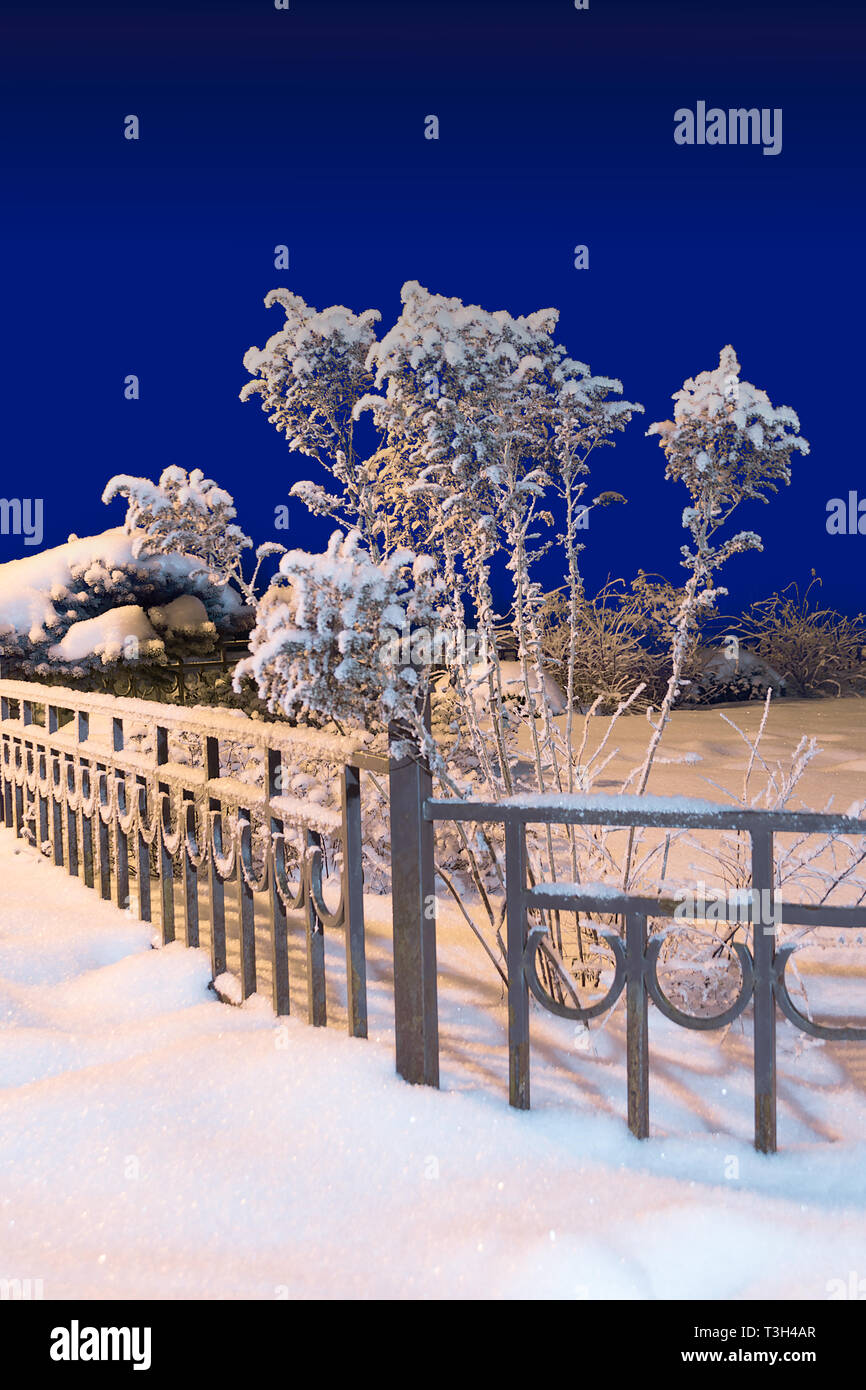 Winter bushes and fence covered with snow in the Park. Night shooting ...