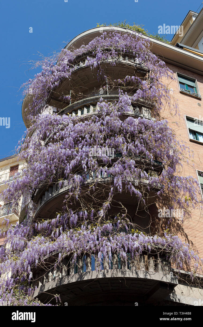 Purple climbing plant hires stock photography and images Alamy