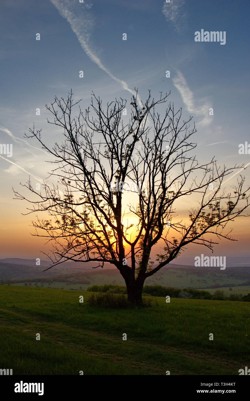 romantic sunset with old separated tree on the meadow Stock Photo