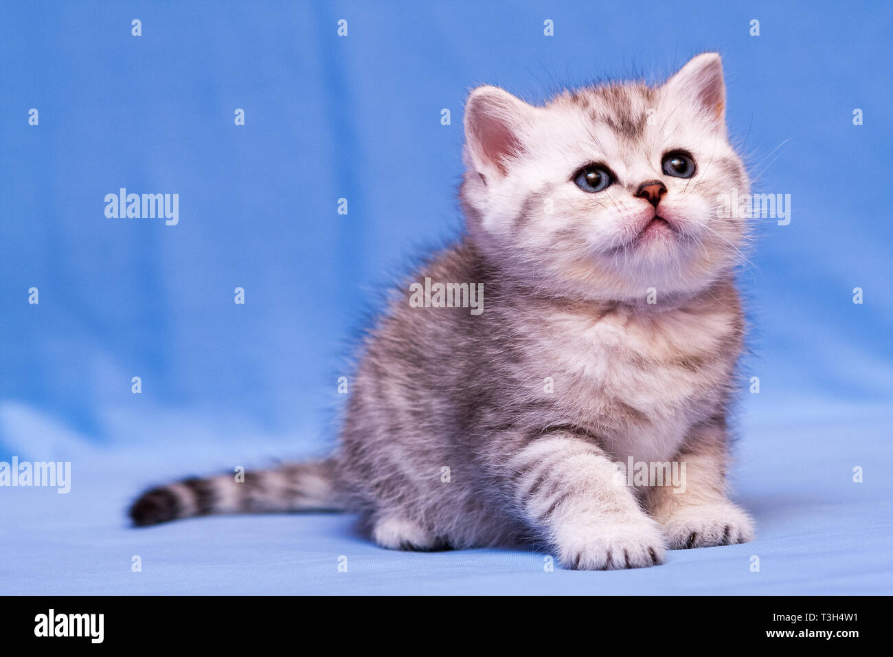 Fluffy Black And White British Kitten Sitting On A Blue Background