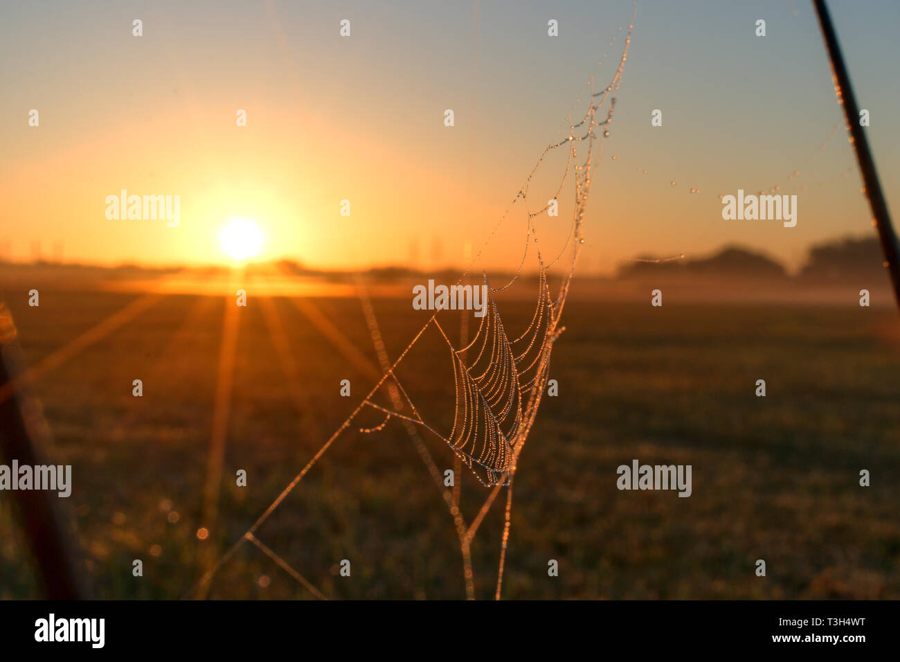 spider web in sunrise sunlight Stock Photo
