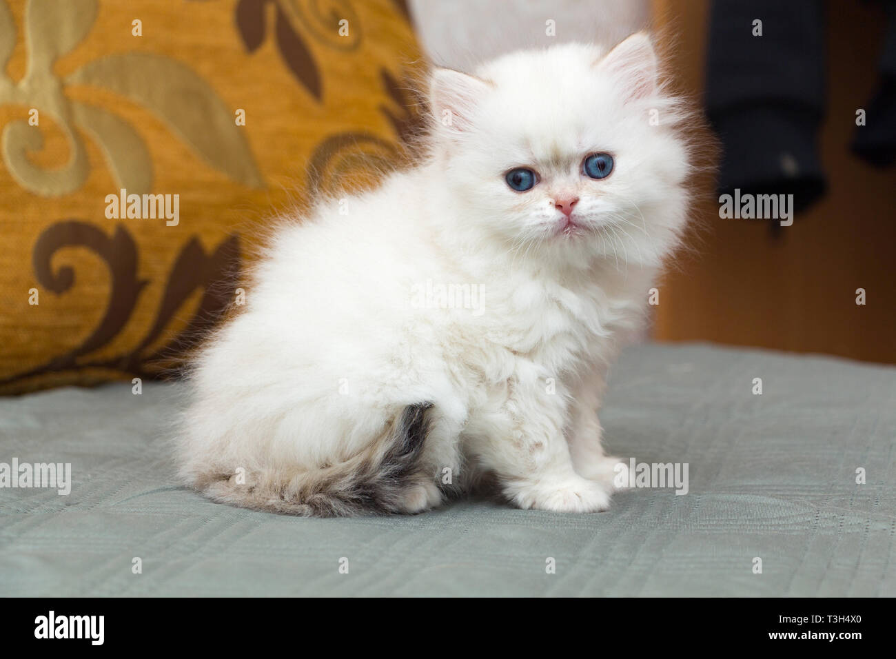 Long haired white kitten sales