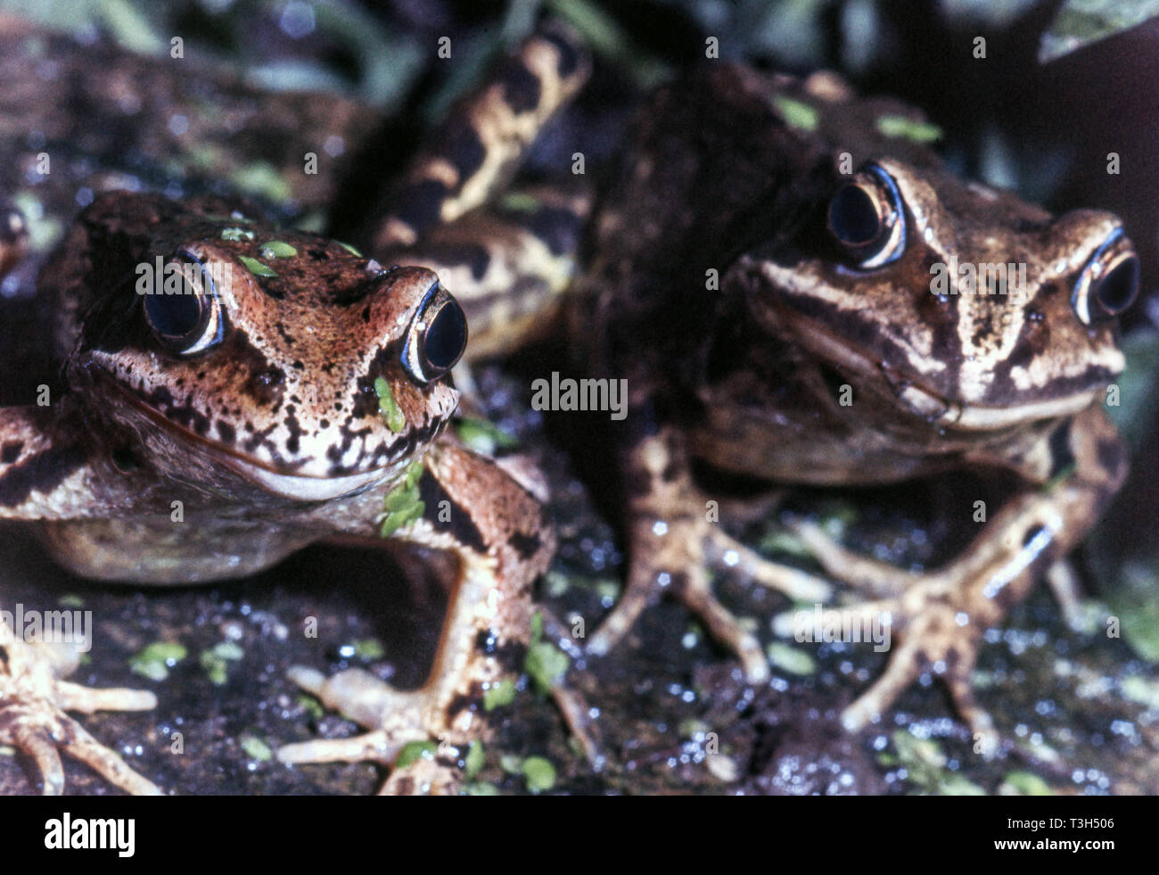 Common or Grass Frog (Rana temporaria Stock Photo Alamy